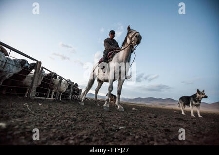 Kyrgyzstan,Kirghizistan,Asia, herd of sheep, shepherd on horse. Stock Photo