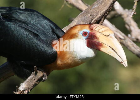 Male Southeast Asian Blyth's hornbill or Papuan hornbill (Rhyticeros plicatus), closeup portrait