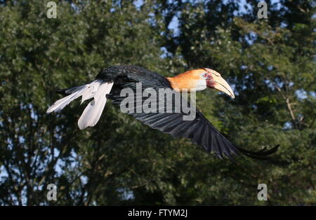 Male Southeast Asian Blyth's hornbill or Papuan hornbill (Rhyticeros plicatus) in flight