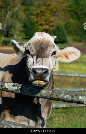 Brown Swiss cow Stock Photo - Alamy