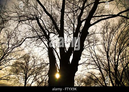 North London, UK. 30th March 2016. Beautiful spring evening in North London park. Silhouette of tree and against orange sky background. Credit:  Dinendra Haria/Alamy Live News Stock Photo