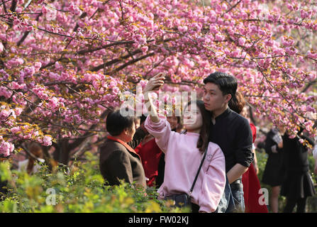 Cherry blossoms in Qinglong Temple Stock Photo - Alamy