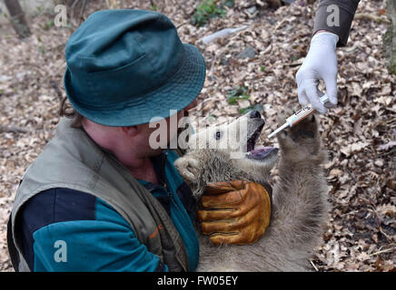 Brno, Czech Republic. 30th Mar, 2016. Keeper Jaroslav Jasinek presents the polar bear cub (female) to the public in the ZOO of Brno, Czech Republic, March 30, 2016. Credit:  Vaclav Salek/CTK Photo/Alamy Live News Stock Photo