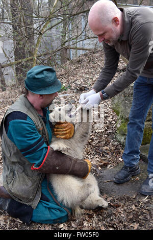 Brno, Czech Republic. 30th Mar, 2016. Vet Stanislav Mazanek (right) and keeper Jaroslav Jasinek (left) presented the polar bear cub (female) to the public in the ZOO of Brno, Czech Republic, March 30, 2016. Credit:  Vaclav Salek/CTK Photo/Alamy Live News Stock Photo