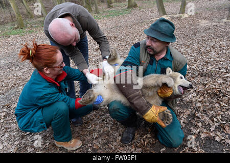 Brno, Czech Republic. 30th Mar, 2016. Vet Stanislav Mazanek (centre) and keeper Jaroslav Jasinek (right) presented the polar bear cub (female) to the public in the ZOO of Brno, Czech Republic, March 30, 2016. Credit:  Vaclav Salek/CTK Photo/Alamy Live News Stock Photo