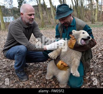 Brno, Czech Republic. 30th Mar, 2016. Vet Stanislav Mazanek (left) and keeper Jaroslav Jasinek presented the polar bear cub (female) to the public in the ZOO of Brno, Czech Republic, March 30, 2016. Credit:  Vaclav Salek/CTK Photo/Alamy Live News Stock Photo