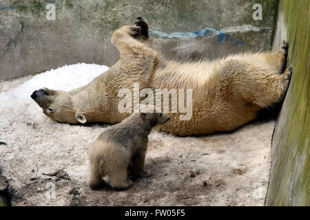 Brno, Czech Republic. 30th Mar, 2016. The polar bear cub (pictured with its mother) is presented to the public in the ZOO of Brno, Czech Republic, March 30, 2016. Credit:  Vaclav Salek/CTK Photo/Alamy Live News Stock Photo