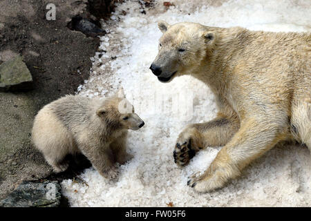 Brno, Czech Republic. 30th Mar, 2016. The polar bear cub (pictured with its mother) is presented to the public in the ZOO of Brno, Czech Republic, March 30, 2016. Credit:  Vaclav Salek/CTK Photo/Alamy Live News Stock Photo