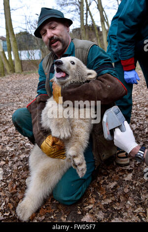 Brno, Czech Republic. 30th Mar, 2016. Keeper Jaroslav Jasinek presents the polar bear cub (female) to the public in the ZOO of Brno, Czech Republic, March 30, 2016. Credit:  Vaclav Salek/CTK Photo/Alamy Live News Stock Photo