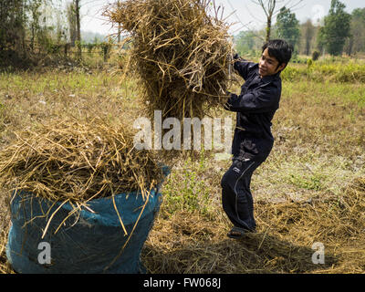 Na Sak, Lampang, Thailand. 31st Mar, 2016. A farmer harvests rice straw for his water buffalo near the Mae Chang Reservoir in Lampang. The farmer said he is feeding his water buffalo more rice straw than he ever has before because the drought in Thailand is killing the pasture grass. He said he has never seen the area so dry and is worried that if it doesn't start raining soon he won't be able to take care of his animals. Thailand is in the midst of a crippling drought that is hurting agricultural production, and forcing communities to truck water because wells and reservoirs are running dry Stock Photo