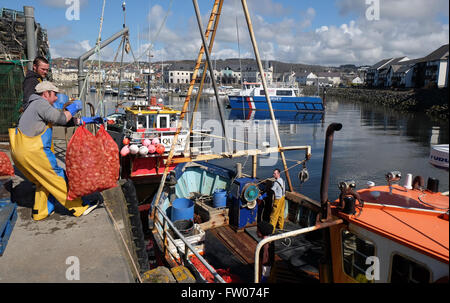 Aberystwyth, Ceredigion, Wales - March 2016 - Inshore fishermen land bags of whelks on to the quayside at Aberystwyth in warm spring sunshine. The fine weather allowed the fishermen to retrieve pots from Cardigan Bay that had been baited to attract the whelks. The whelks will be exported on to South Korea. Stock Photo
