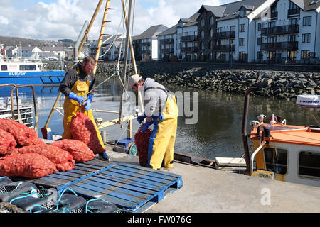Aberystwyth, Ceredigion, Wales - March 2016 - Inshore fishermen land bags of whelks on to the quayside at Aberystwyth in warm spring sunshine. The fine weather allowed the fishermen to retreive pots from Cardigan Bay that had been baited to attract the whelks. The whelks will be exported on to South Korea. Stock Photo