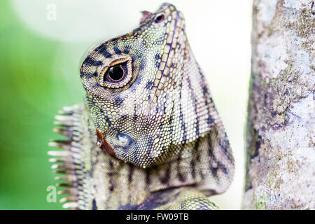 Kinabatangan river, Malaysian Borneo. Angle-headed lizard (Gonocephalus borneensis) in habitat. Stock Photo