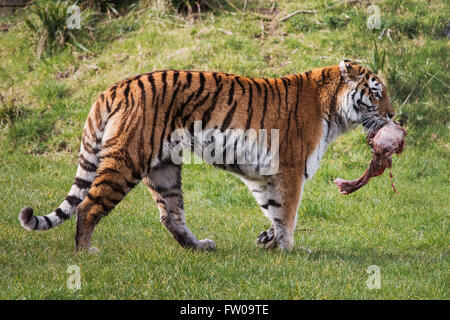 A tiger during feeding time at Longleat Safari Park Stock Photo