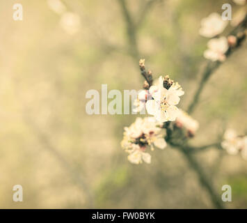 Blossoming spring tree. Image in vintage style. Stock Photo