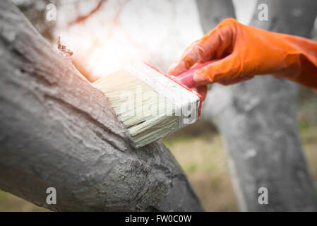 Care tree after winter. Hand in rubber glove with lime colors tree from harmful insects. Stock Photo