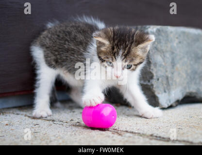 Playful kitten playing with pink plastic egg in front of a wooden door. Stock Photo