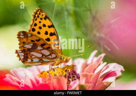 Queen of Spain fritillary butterfly on flower. Stock Photo