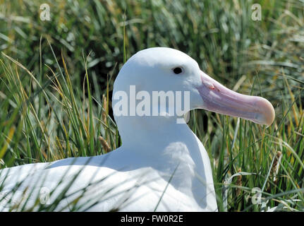 A Wandering Albatross (Diomedea exulans) on its nest. Prion Island, South Georgia. Stock Photo