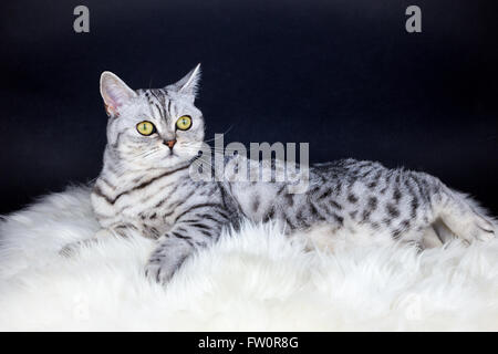 British short hair black silver tabby spotted cat lying on sheepskin Stock Photo