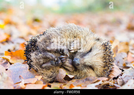 Curled up hedgehog lying and sleeping on autumn leaves in forest Stock Photo