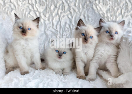 Four young colorpoint Ragdoll kittens sitting in a row Stock Photo