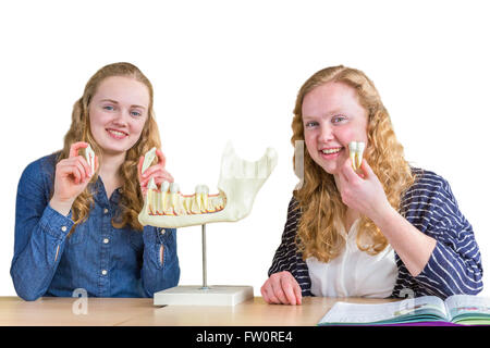 Two female students exploring jaw model with teeth in biology lesson Stock Photo