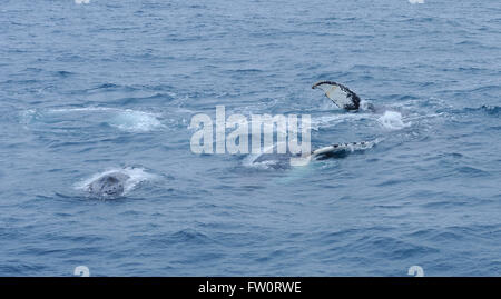 Three humback whales (Megaptera novaeangliae) swim together and appear to be playing by rolling onto their backs and slapping fins on the surface. Stock Photo