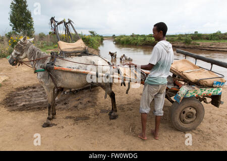 Meki River Delta, Ethiopia, October 2013. Horse cart drivers rest and wash their animals. Stock Photo