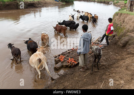 Meki River Delta, Ethiopia, October 2013 Dagega Sabglah, 38, herding cattle to pasture across the Meki river. Stock Photo