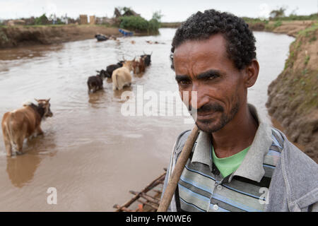Meki River Delta, Ethiopia, October 2013 Dagega Sabglah, 38, herding cattle to pasture across the Meki river. Stock Photo