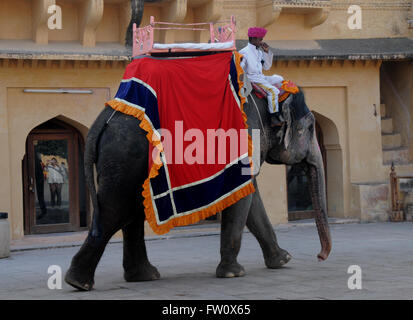 An elephant used to ferry tourists from the parking at the Amber Fort in Jaipur, India. Some tourist companies won't use these. Stock Photo