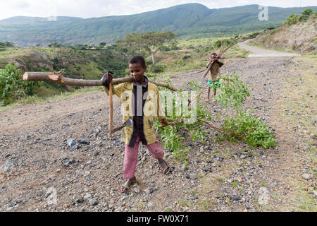 Alutu Ridge, Lake Langano, Ethiopia, October 2013 Abdu Raman, 8, and his younger brother carries wood for people cutting timber illegally in the forest. He does this every afternoon after school. Stock Photo