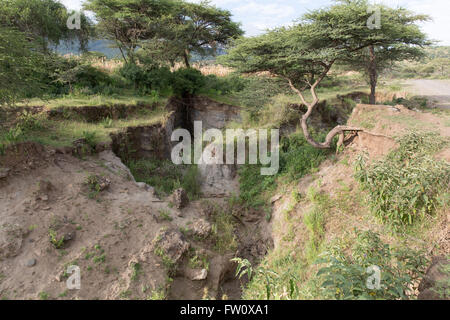 Alutu Ridge, Lake Langano, Ethiopia, October 2013 Gully erosion caused by deforestation. Stock Photo