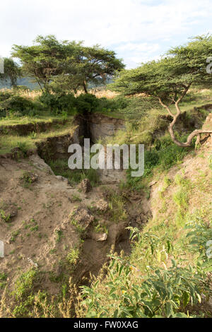 Alutu Ridge, Lake Langano, Ethiopia, October 2013 Gully erosion caused by deforestation. Stock Photo