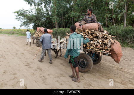 Meki River delta, Ziway, Ethiopia, October 2013 Shambal Dembel, 39, carrying firewood to market for sale. Stock Photo