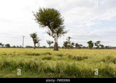 Meki River delta, Ziway, Ethiopia, October 2013 Garbi trees (Ficus Vasta) in fields of tef. Stock Photo