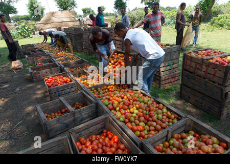 Meki River delta, Ziway, Ethiopia, October 2013 Stacking up the harvest for transportation at a tomato farm. Stock Photo