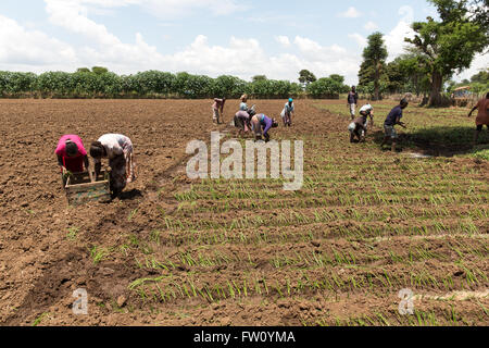 Meki River delta, Ziway, Ethiopia, October 2013 Day labourers planting onion seedlings. Stock Photo