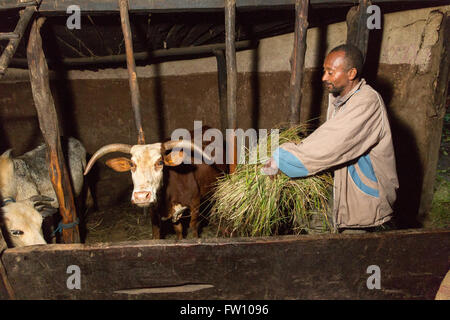 Gurage, Ethiopia, October 2013; Tedela Asfew feeding his animals. The family have three cows, two lambs and one donkey. Stock Photo