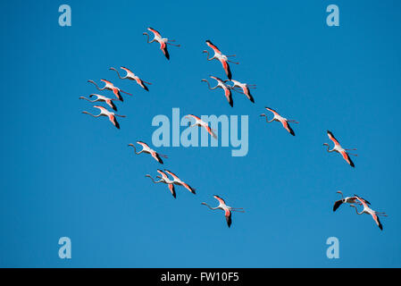 South Africa, Cape Town. Greater flamingos (Wild: Phoenicopterus ruber) in flight. Stock Photo