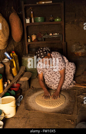 Gurage, Ethiopia, October 2013 Enset Ventricosum, or false banana is ...