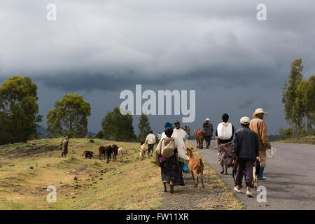 West Shewa, Oromia, Ethiopia, October 2013 Ripening field of teff, the