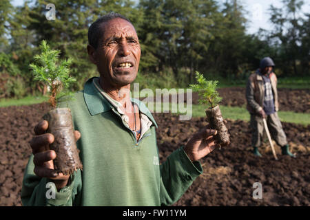 Debre Birhan, Amhara, Ethiopia, October 2013 Alemayehu Habte, 60, with year old juniper seedlings. He has been working at the EWNHS nursery for six years. Stock Photo