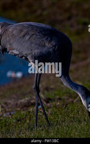 Kissimmee, Florida, Usa, 8th February, 2010 Sandhill Crane (grus 