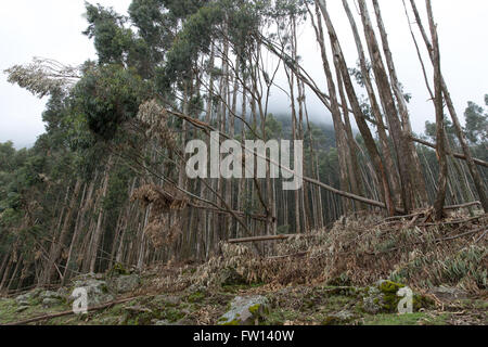 Debre Sina, Ethiopia, October 2013: Children on their way to school walk past the partly harvested mature plantation of government-owned eucalyptus trees. Stock Photo