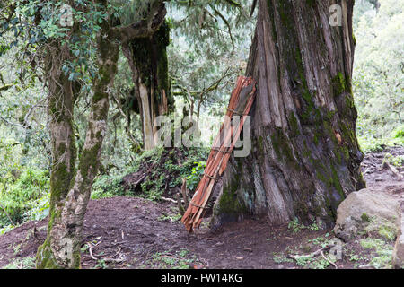 Ankober Woring Mesche Kebele, North Shewa,  Ethiopia, October 2013: Timber cut illegally in the forest awaits collection. Stock Photo