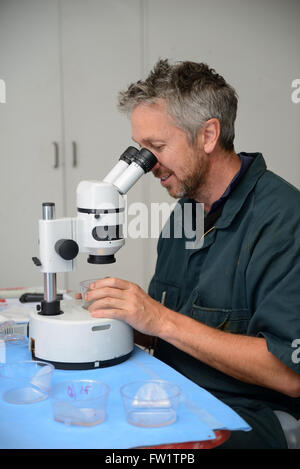 A technician uses a stereo microscope to locate the calf embryos ...