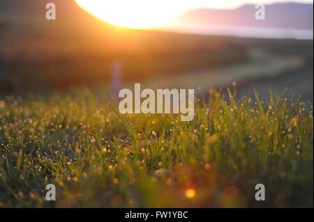 Dewdrops on grass at sunset Stock Photo