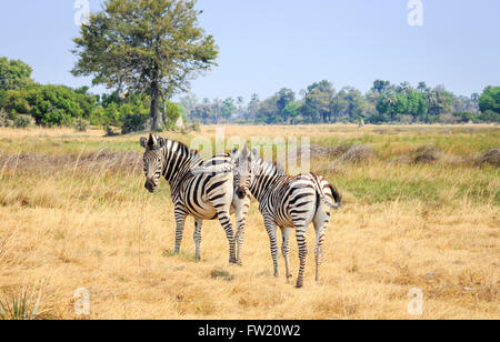 Plains or Burchell's zebra (Equus burchellii, Equus quagga), Sandibe Camp, by the Moremi Game Reserve, Okavango Delta, Botswana Stock Photo